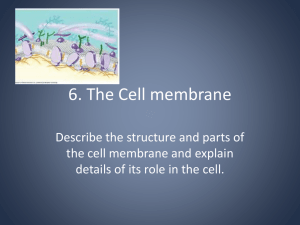 Cell Membrane Structure & Function: A Biology Presentation