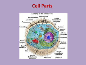 Cell Parts: Animal vs. Plant Cells Comparison