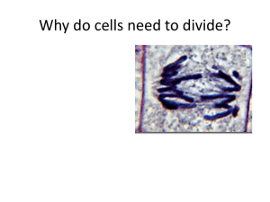 Mitosis