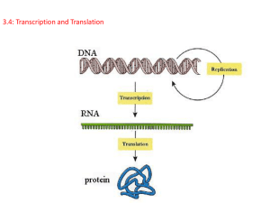 3.4: Transcription and Translation