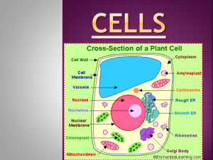 CELLS