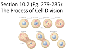 Cell Division: Eukaryotic & Prokaryotic Processes