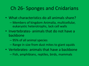 Sponges and Cnidarians: Characteristics & Functions