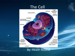 The Cell