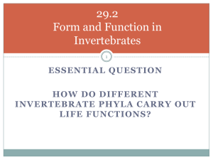 Invertebrate Form and Function: Biology Presentation