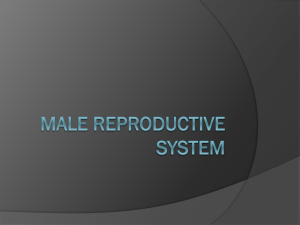 Male Reproductive System Anatomy Presentation
