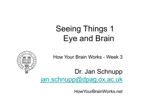 Powerpoint file - How Your Brain Works