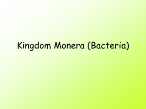 Kingdom Monera (Bacteria)