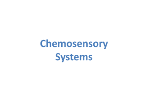Olfactory System