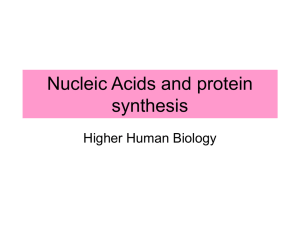 Nucleic Acids & Protein Synthesis: Higher Human Biology