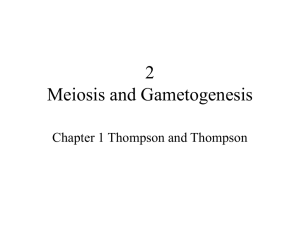 Meiosis and Gametogenesis