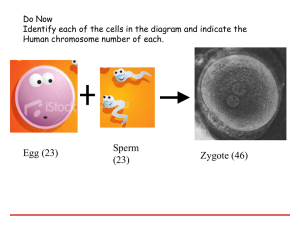 cleavage - abcscience.net