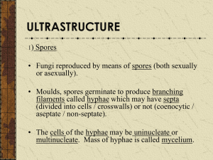 Classification of Fungi (II)