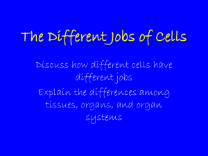 Cell Jobs: Tissues, Organs, and Systems Explained
