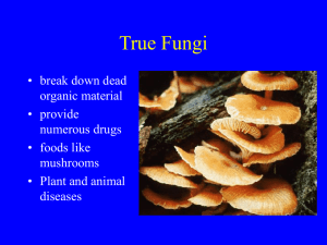 True Fungi: Characteristics, Groups & Life Cycles