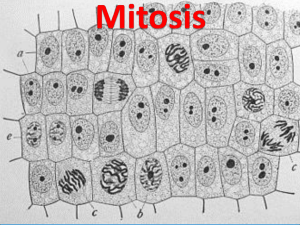 Mitosis - Beacon Media