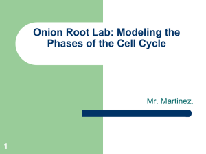 Onion Root Lab: Cell Cycle & Mitosis Presentation