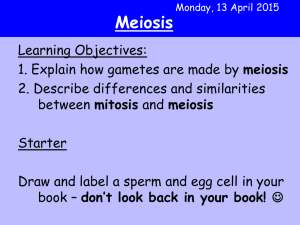 biol A Meiosis