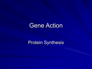 Gene Action