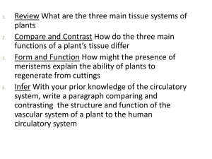 Plant Structure & Function: Tissue Systems Explained