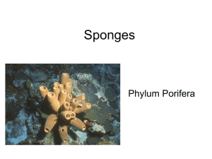 2.Sponges