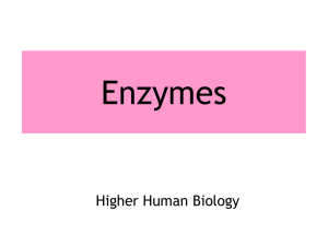 Enzymes: Higher Human Biology Presentation