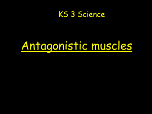 Antagonistic Muscles: KS3 Science Presentation