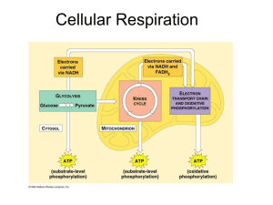 Cellular Respiration: Glycolysis, Krebs Cycle, ETC