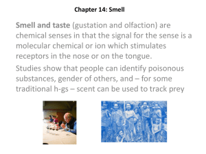 Chapter 14: Smell