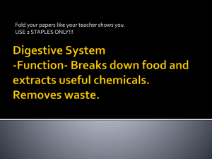 Digestive System: Functions & Organs Explained
