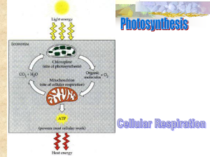 How much ATP is produced in this cycle?