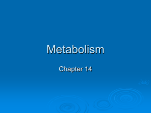 Metabolism