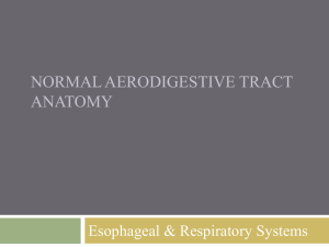 Aerodigestive Tract Anatomy #3