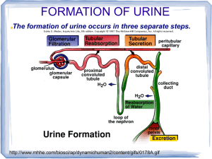 Urine Formation: Filtration, Reabsorption, Secretion