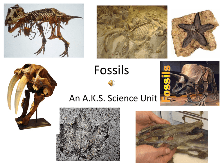 Fossils
