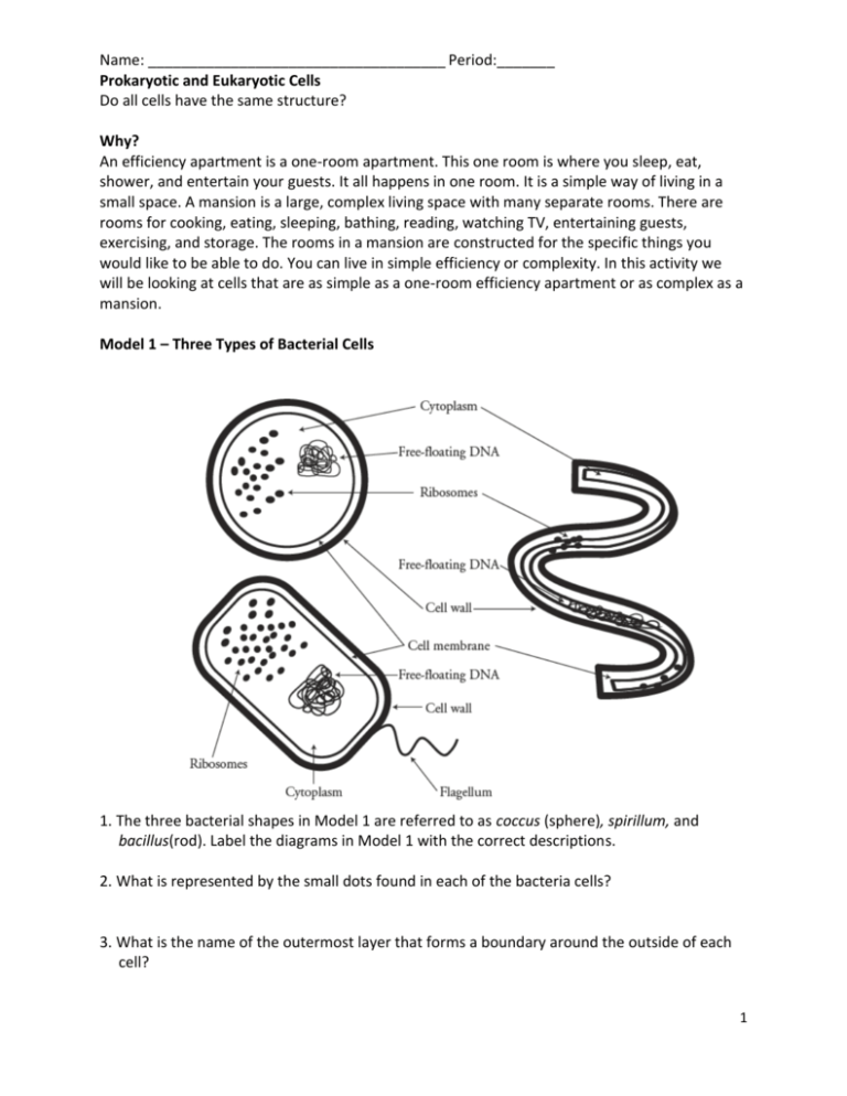 Prokaryote And Eukaryote Worksheet