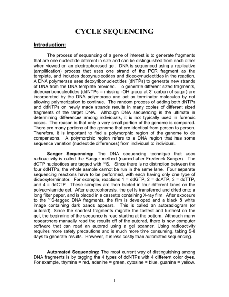 cycle sequencing