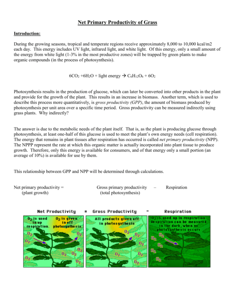 net-primary-productivity-of-grass