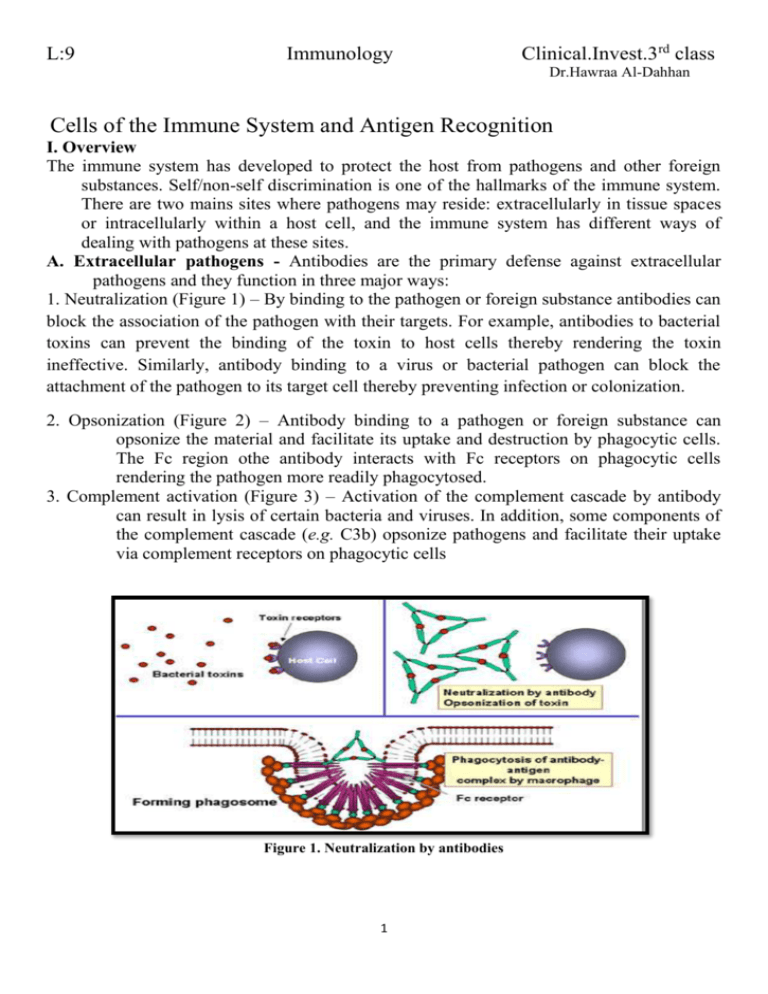 Cells of the Immune System and Antigen Recognition