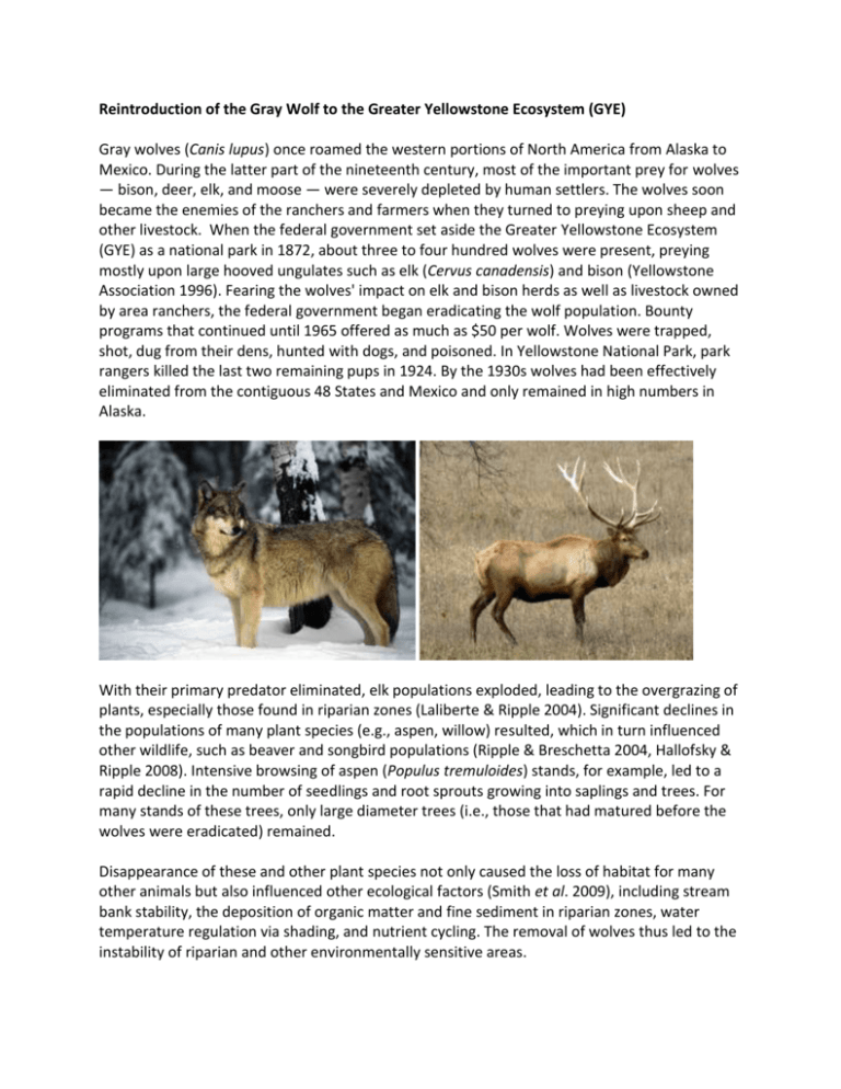 Reintroduction of the Gray Wolf to the Greater Yellowstone Ecosystem