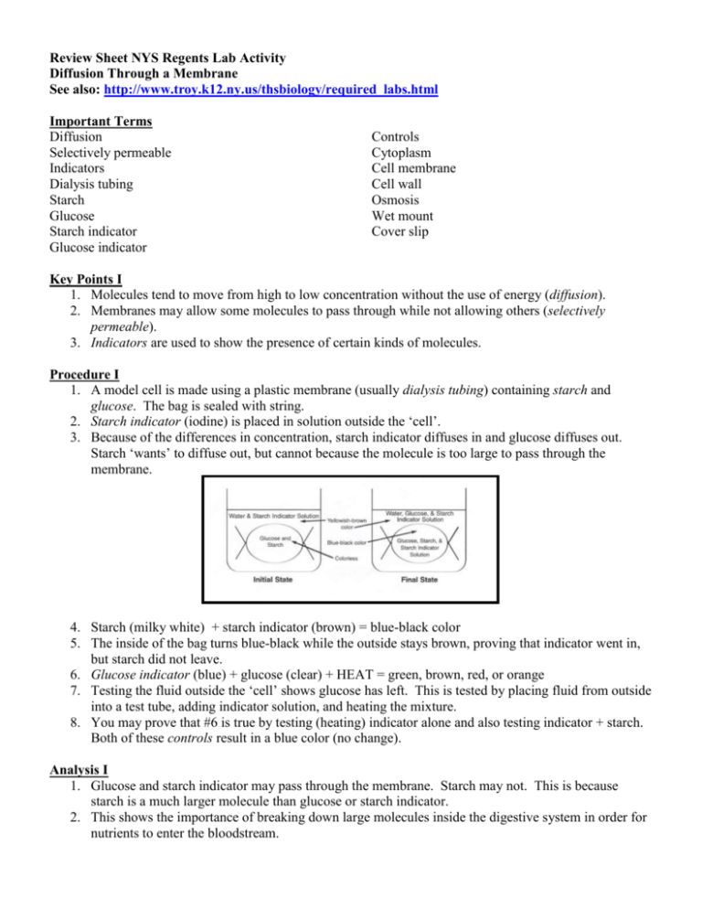 Review Sheet/Nys Regents Lab Activity #5 Diffusion Through A Membrane