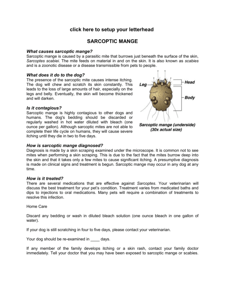 sarcoptic mange Alpine Animal Hospital