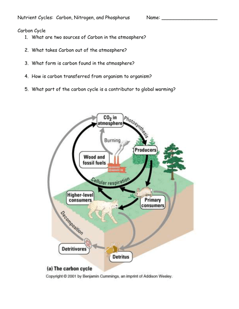 Nutrient Cycles: Carbon, Nitrogen, and Phosphorus Name: Intended For The Carbon Cycle Worksheet