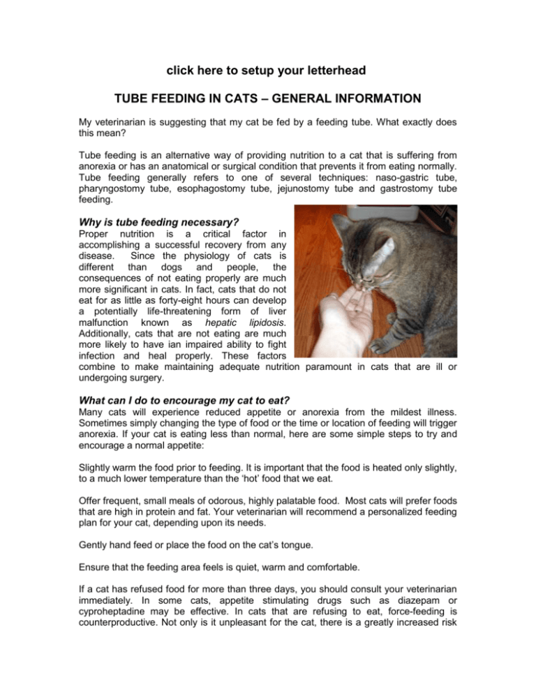 tube feeding in cats Alpine Animal Hospital