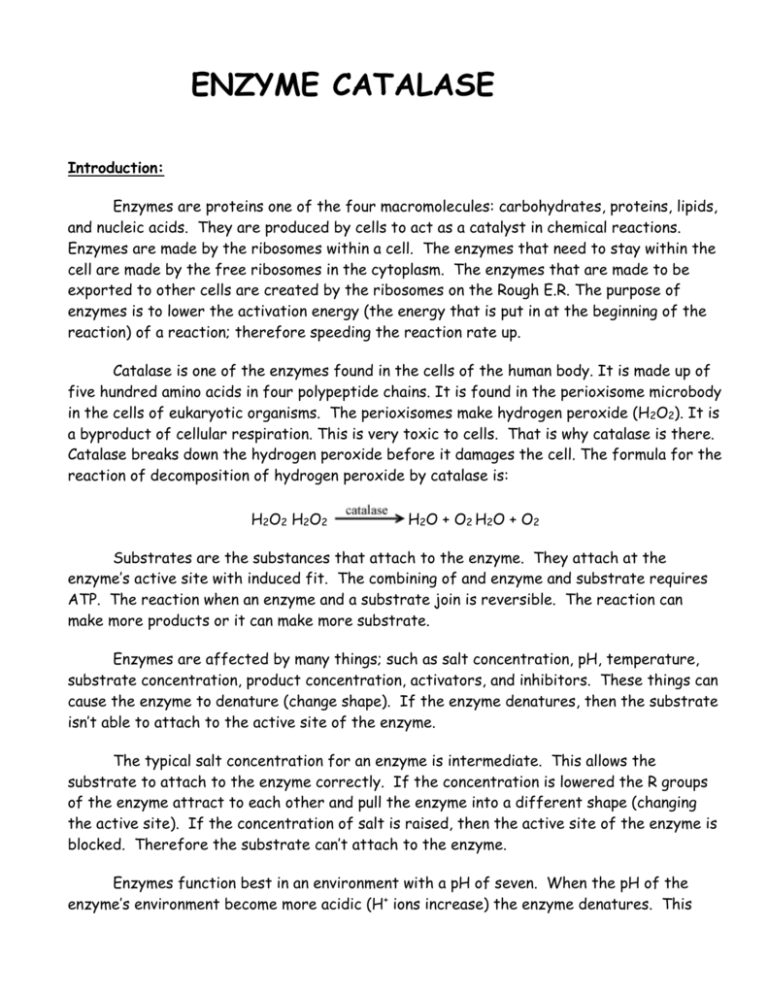 Sample 5 Biology Junction