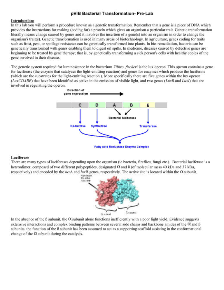 PGLO Bacterial Transformation- Pre-Lab