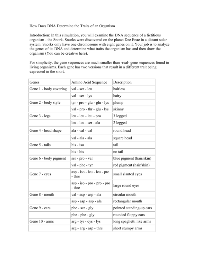 how-does-dna-determine-the-traits-of-an-organism