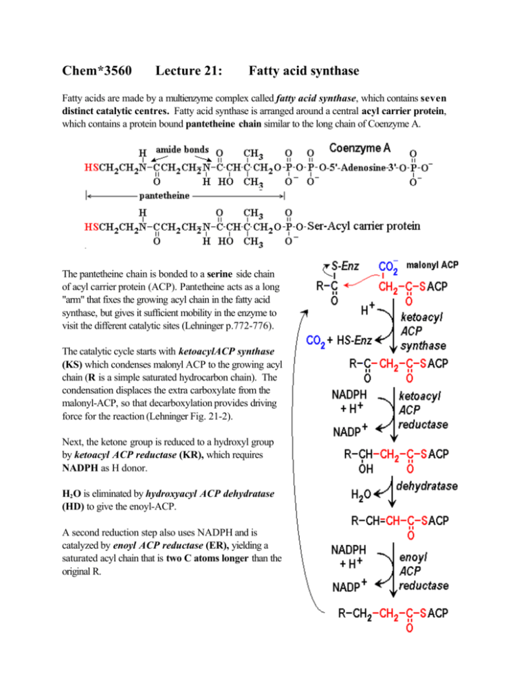 Chem*3560 Lecture 21 Fatty acid synthase