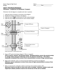 Cell Membranes and Transport Notetaking Worksheet