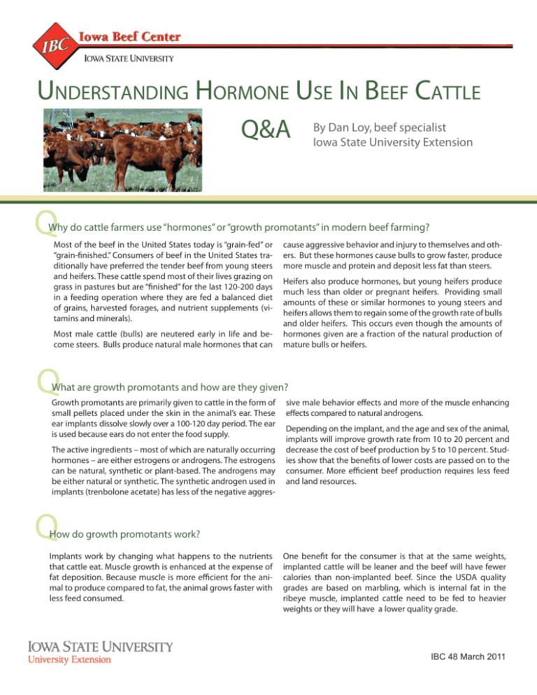 Understanding Hormone Use In Beef Cattle